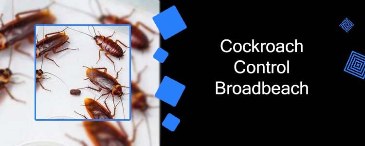 Cockroach Control Broadbeach