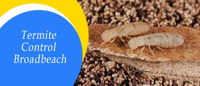 Termite Control Broadbeach