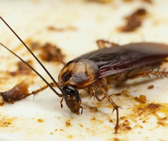 cockroach control broadbeach